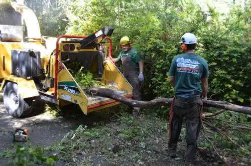 tree services Lincolnton